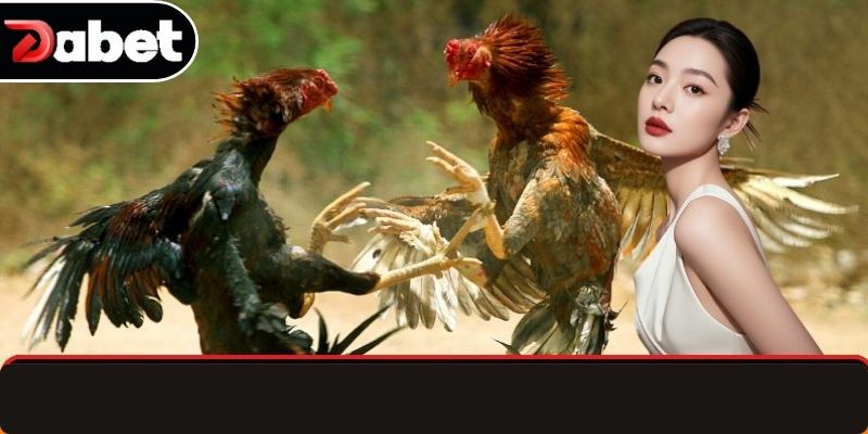 Sảnh đá gà Dabet chuyên nghiệp và uy tín