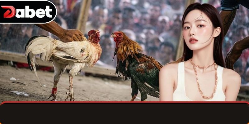 Những giống chiến kê nổi tiếng trên thế giới