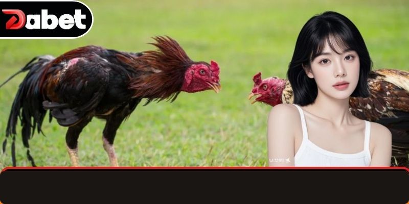 Chiến thuật đặt cược hiệu quả và thông minh